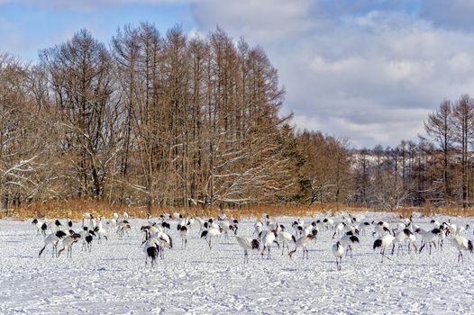 The Red-crowned Crane in Tsurui Ito Tancho Crane Senctuary of Hokkaido, Japan.