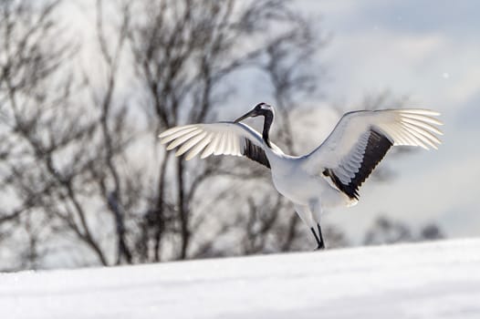 The Red-crowned Crane in Tsurui Ito Tancho Crane Senctuary of Hokkaido, Japan.