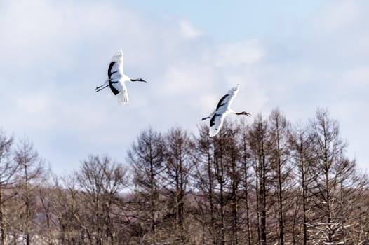 The Red-crowned Crane in Tsurui Ito Tancho Crane Senctuary of Hokkaido, Japan.