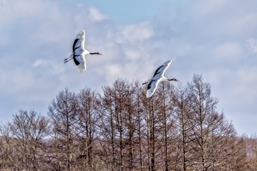 The Red-crowned Crane in Tsurui Ito Tancho Crane Senctuary of Hokkaido, Japan.