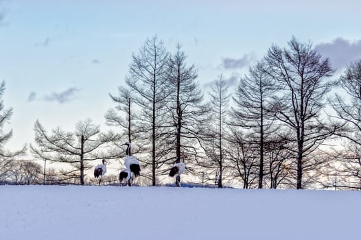 The Red-crowned Crane in Tsurui Ito Tancho Crane Senctuary of Hokkaido, Japan.