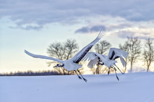 The Red-crowned Crane in Tsurui Ito Tancho Crane Senctuary of Hokkaido, Japan.