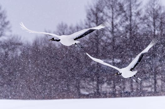 The Red-crowned Crane in Tsurui Ito Tancho Crane Senctuary of Hokkaido, Japan.