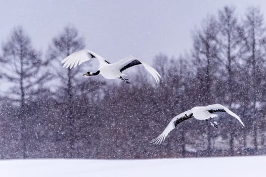 The Red-crowned Crane in Tsurui Ito Tancho Crane Senctuary of Hokkaido, Japan.