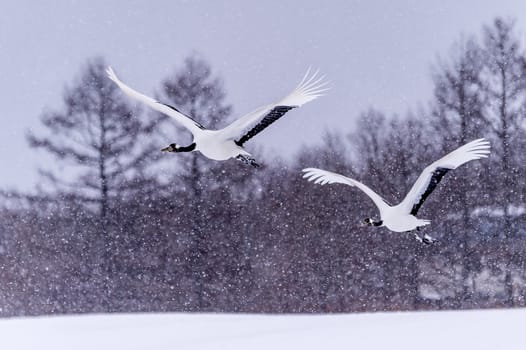 The Red-crowned Crane in Tsurui Ito Tancho Crane Senctuary of Hokkaido, Japan.