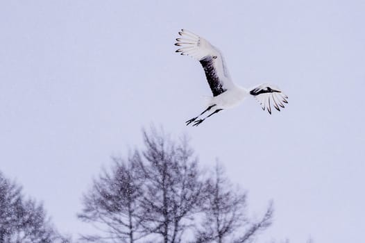 The Red-crowned Crane in Tsurui Ito Tancho Crane Senctuary of Hokkaido, Japan.