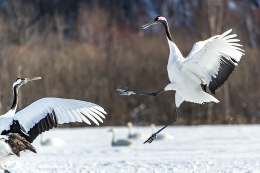 The Red-crowned Crane in Tsurui Ito Tancho Crane Senctuary of Hokkaido, Japan.