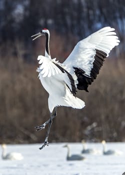 The Red-crowned Crane in Tsurui Ito Tancho Crane Senctuary of Hokkaido, Japan.