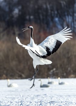 The Red-crowned Crane in Tsurui Ito Tancho Crane Senctuary of Hokkaido, Japan.