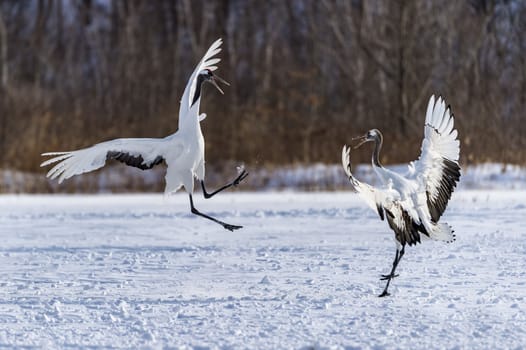 The Red-crowned Crane in Tsurui Ito Tancho Crane Senctuary of Hokkaido, Japan.