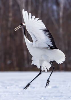 The Red-crowned Crane in Tsurui Ito Tancho Crane Senctuary of Hokkaido, Japan.