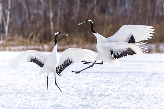 The Red-crowned Crane in Tsurui Ito Tancho Crane Senctuary of Hokkaido, Japan.