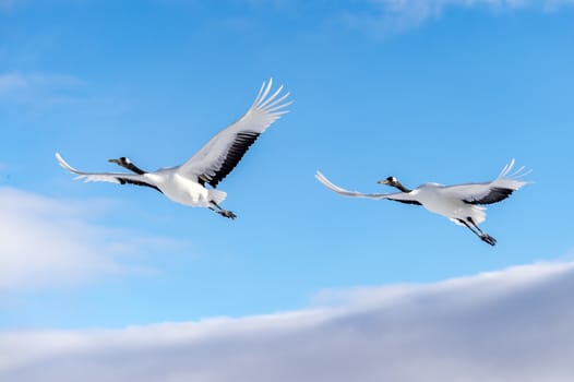 The Red-crowned Crane in Tsurui Ito Tancho Crane Senctuary of Hokkaido, Japan.