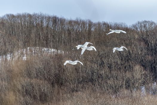 The swan in Tsurui Ito Tancho Crane Senctuary of Hokkaido, Japan.