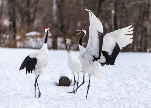 The Red-crowned Crane in Tsurui Ito Tancho Crane Senctuary of Hokkaido, Japan.