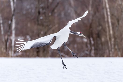 The Red-crowned Crane in Tsurui Ito Tancho Crane Senctuary of Hokkaido, Japan.