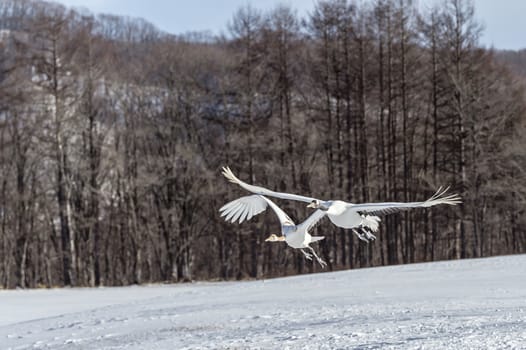 The Red-crowned Crane in Tsurui Ito Tancho Crane Senctuary of Hokkaido, Japan.