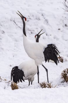 The Red-crowned Crane in Tsurui Ito Tancho Crane Senctuary of Hokkaido, Japan.