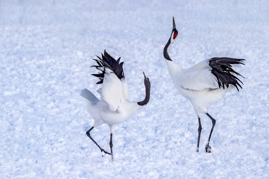 The Red-crowned Crane in Tsurui Ito Tancho Crane Senctuary of Hokkaido, Japan.