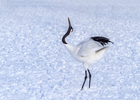 The Red-crowned Crane in Tsurui Ito Tancho Crane Senctuary of Hokkaido, Japan.