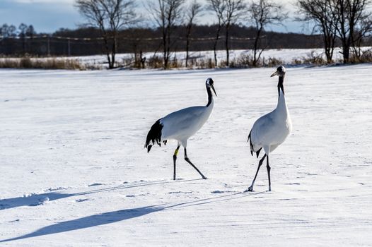 The Red-crowned Crane in Tsurui Ito Tancho Crane Senctuary of Hokkaido, Japan.