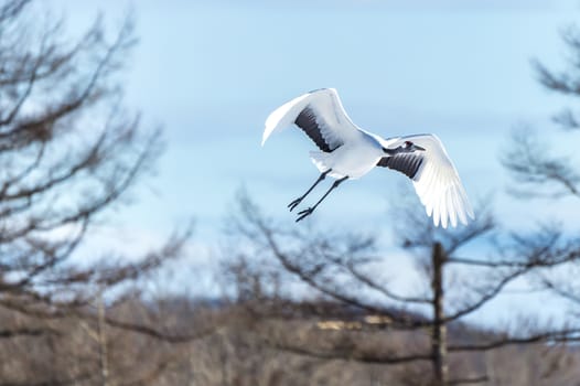 The Red-crowned Crane in Tsurui Ito Tancho Crane Senctuary of Hokkaido, Japan.