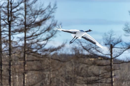 The Red-crowned Crane in Tsurui Ito Tancho Crane Senctuary of Hokkaido, Japan.