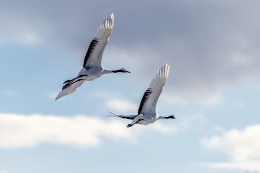 The Red-crowned Crane in Tsurui Ito Tancho Crane Senctuary of Hokkaido, Japan.