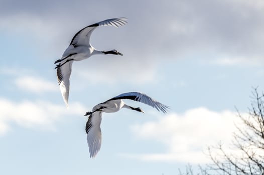 The Red-crowned Crane in Tsurui Ito Tancho Crane Senctuary of Hokkaido, Japan.