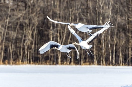 The Red-crowned Crane in Tsurui Ito Tancho Crane Senctuary of Hokkaido, Japan.