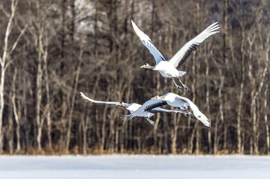 The Red-crowned Crane in Tsurui Ito Tancho Crane Senctuary of Hokkaido, Japan.