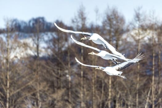 The Red-crowned Crane in Tsurui Ito Tancho Crane Senctuary of Hokkaido, Japan.