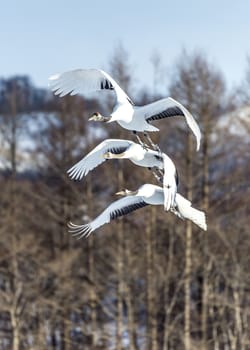 The Red-crowned Crane in Tsurui Ito Tancho Crane Senctuary of Hokkaido, Japan.