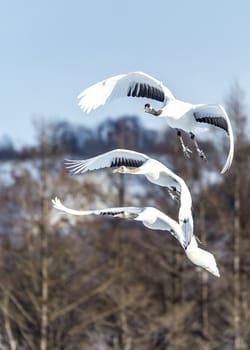 The Red-crowned Crane in Tsurui Ito Tancho Crane Senctuary of Hokkaido, Japan.