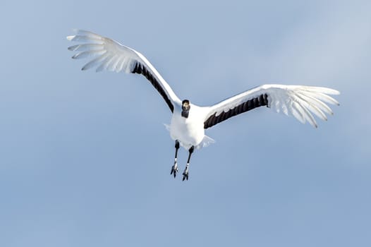 The Red-crowned Crane in Tsurui Ito Tancho Crane Senctuary of Hokkaido, Japan.