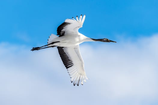 The Red-crowned Crane in Tsurui Ito Tancho Crane Senctuary of Hokkaido, Japan.