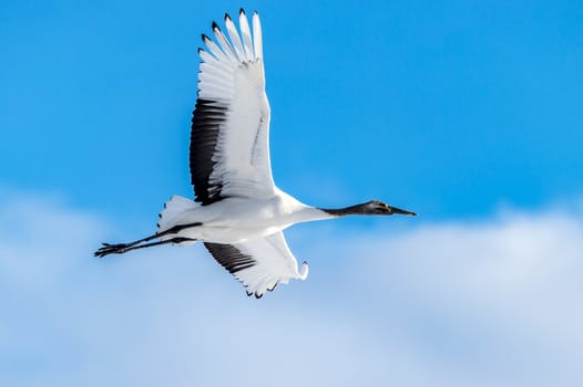 The Red-crowned Crane in Tsurui Ito Tancho Crane Senctuary of Hokkaido, Japan.