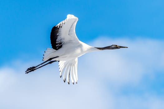 The Red-crowned Crane in Tsurui Ito Tancho Crane Senctuary of Hokkaido, Japan.