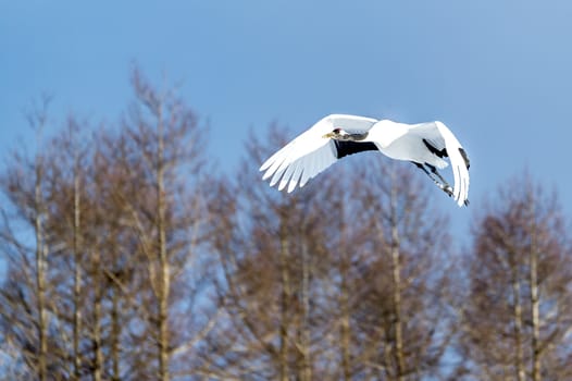 The Red-crowned Crane in Tsurui Ito Tancho Crane Senctuary of Hokkaido, Japan.