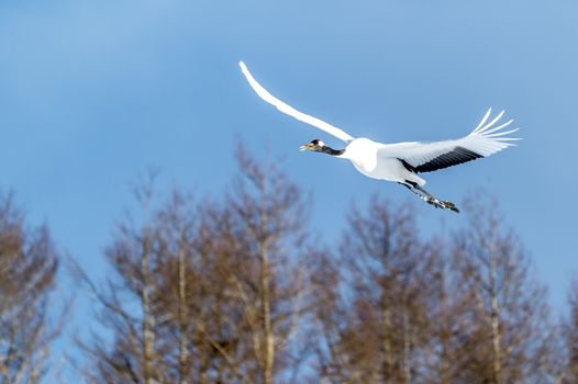 The Red-crowned Crane in Tsurui Ito Tancho Crane Senctuary of Hokkaido, Japan.