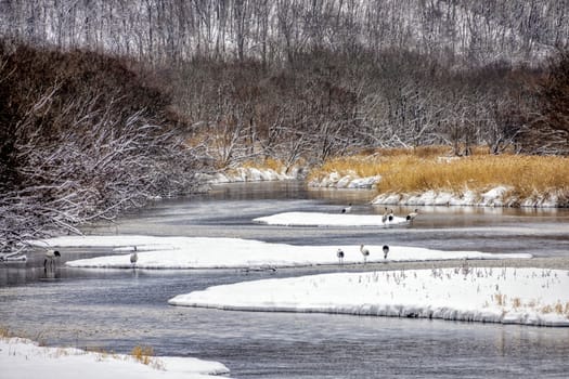 The Red-crowned Crane in Tsurui Ito Tancho Crane Senctuary of Hokkaido, Japan.