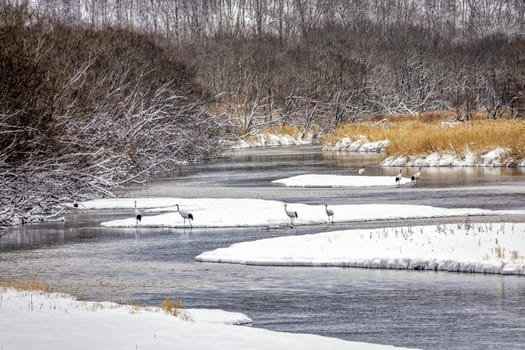 The Red-crowned Crane in Tsurui Ito Tancho Crane Senctuary of Hokkaido, Japan.