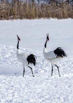 The Red-crowned Crane in Tsurui Ito Tancho Crane Senctuary of Hokkaido, Japan.