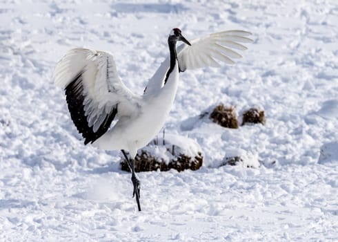 The Red-crowned Crane in Tsurui Ito Tancho Crane Senctuary of Hokkaido, Japan.