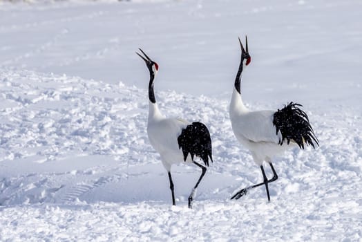 The Red-crowned Crane in Tsurui Ito Tancho Crane Senctuary of Hokkaido, Japan.