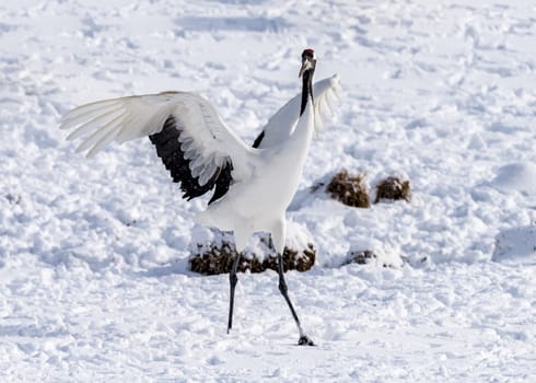 The Red-crowned Crane in Tsurui Ito Tancho Crane Senctuary of Hokkaido, Japan.