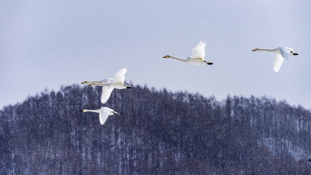 The swan in Tsurui Ito Tancho Crane Senctuary of Hokkaido, Japan.