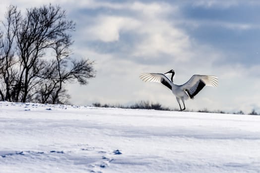 The Red-crowned Crane in Tsurui Ito Tancho Crane Senctuary of Hokkaido, Japan.