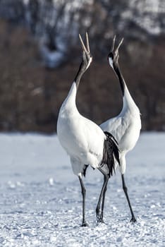 The Red-crowned Crane in Tsurui Ito Tancho Crane Senctuary of Hokkaido, Japan.