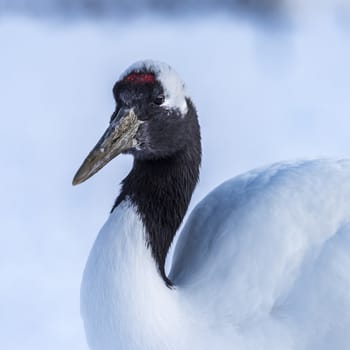 The Red-crowned Crane in Tsurui Ito Tancho Crane Senctuary of Hokkaido, Japan.